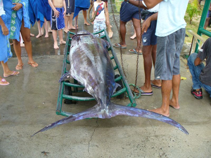 Blue Marlin - Mauritius 